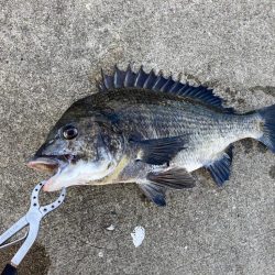 セイゴのアタリなし