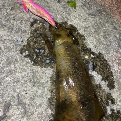 熊本県エギング釣行記