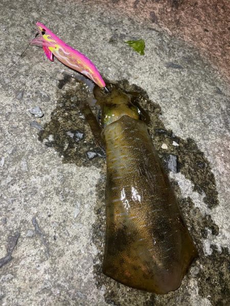 熊本県エギング釣行記