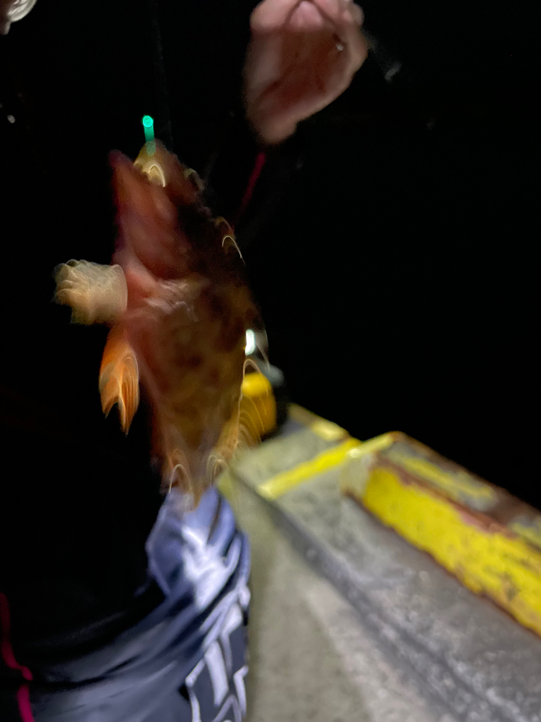 半夜釣りでフカセ