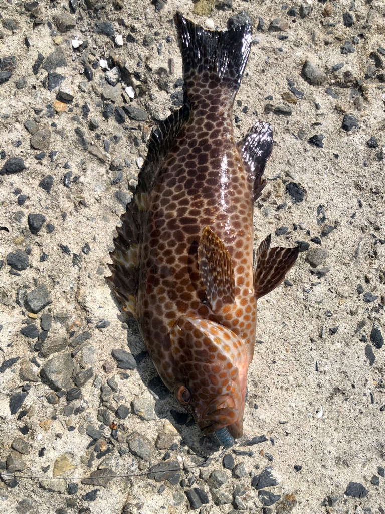 ロックとショアジギ