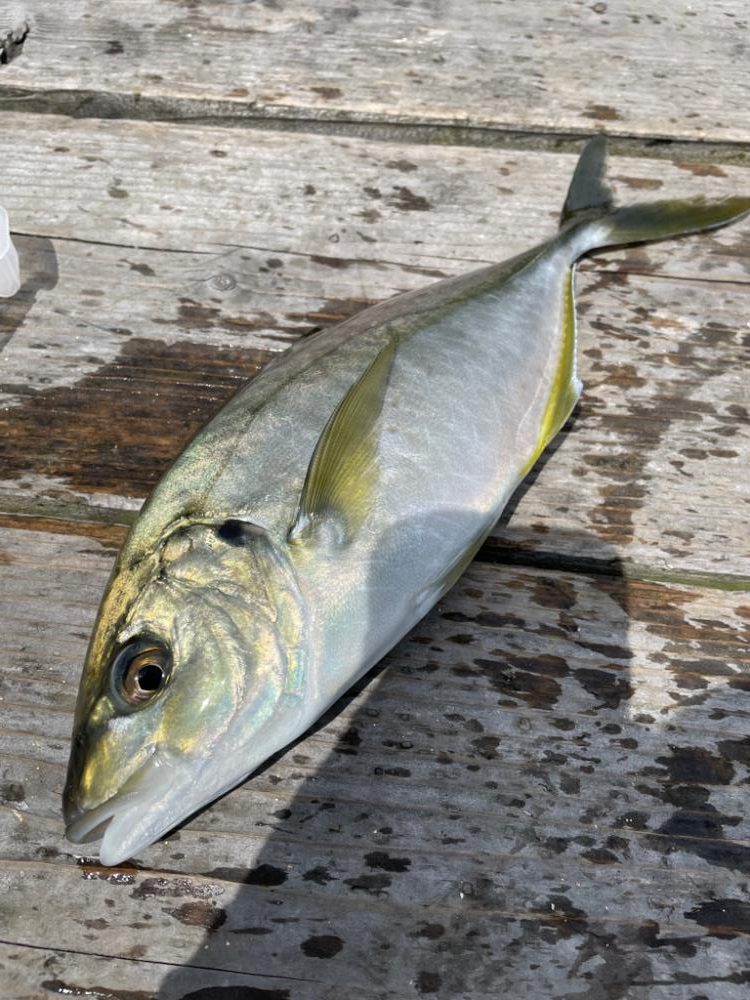 釣堀　水宝さんにて