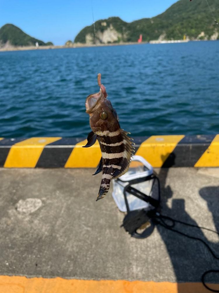 キス釣り入れ食い