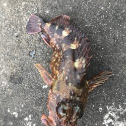 チョチョイのちょい