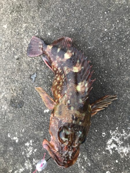 チョチョイのちょい