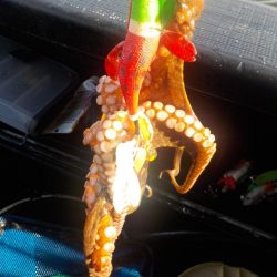 タコ釣り第3戦〜パイレーツダイユウ丸〜