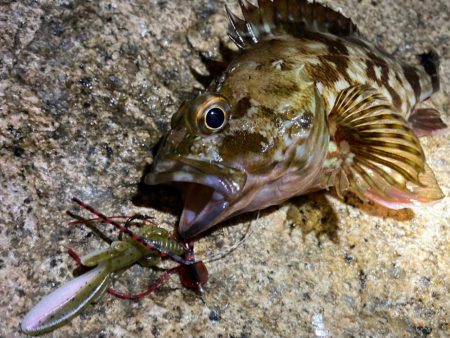 タケノコ&ガシラにもずるずるチーヌ！