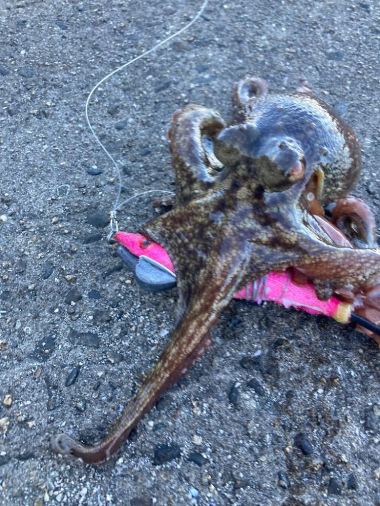 ⭐︎岸ジギは1時間にして成らず