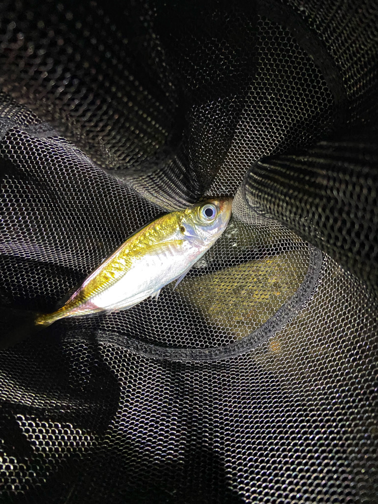 アジ安定してきました