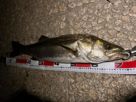 下げ潮ドリフトでドン