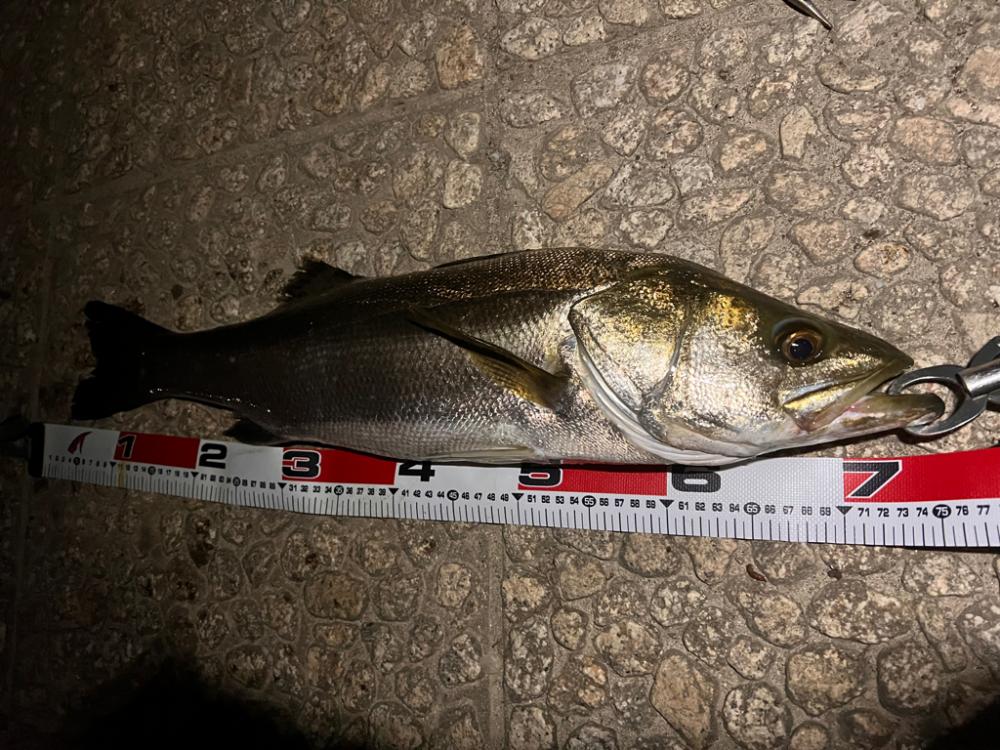 下げ潮ドリフトでドン