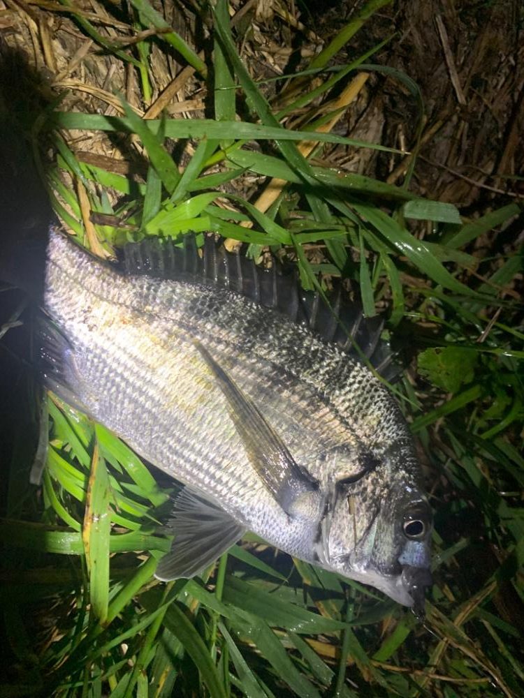 チニング開拓調査