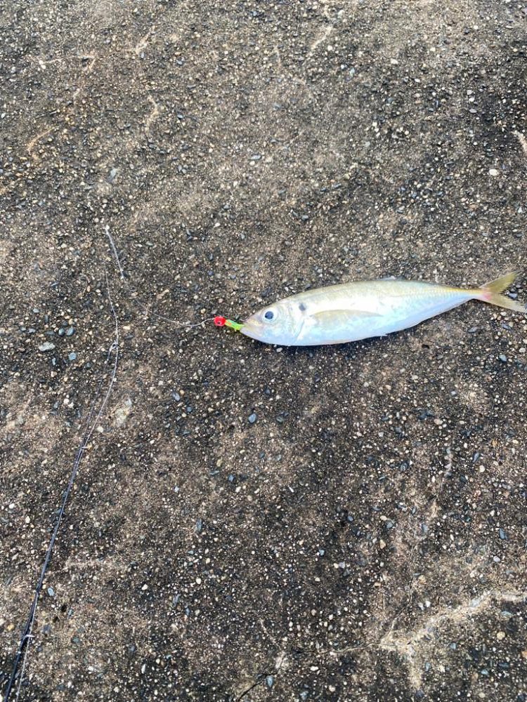 マズメアジング