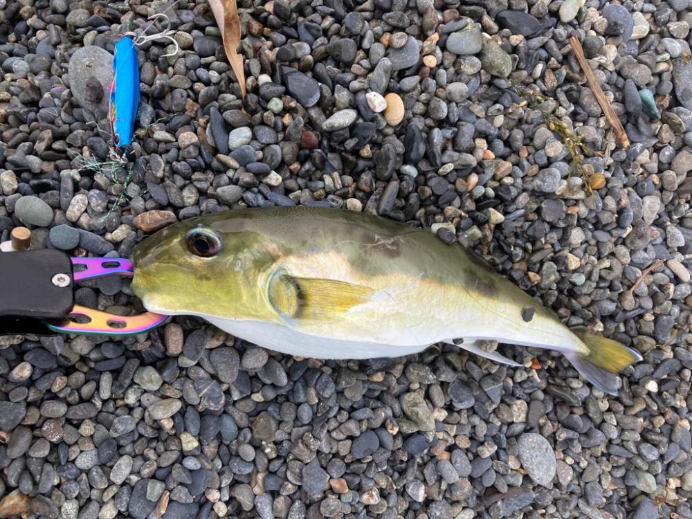 ライトショアジギング