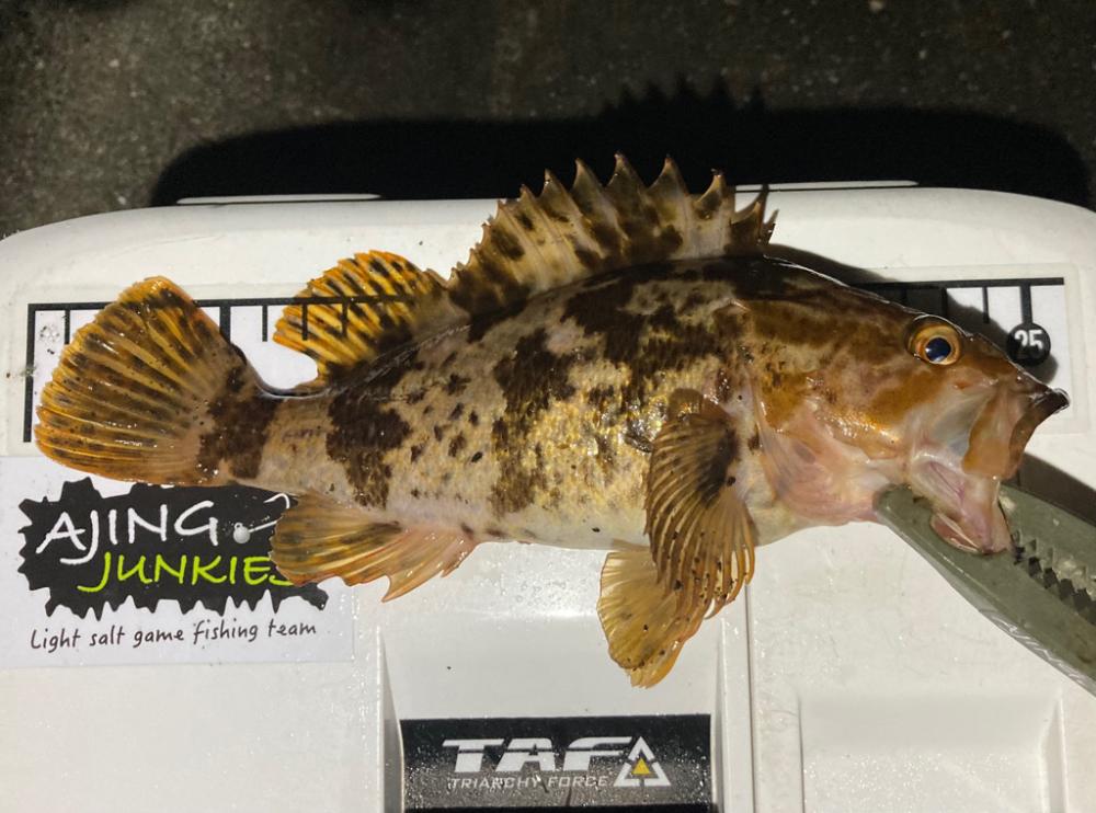 ロックフィッシュ探しへ!