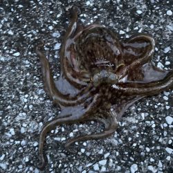 Wヘッダー 第二戦‼️