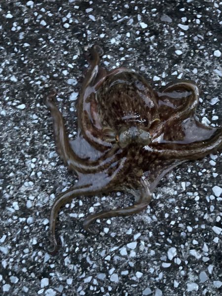 Wヘッダー 第二戦‼️