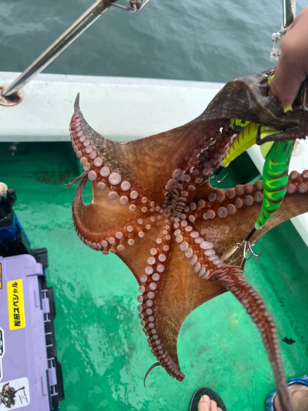 明石タコ釣り🐙