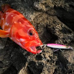 ジャックアイマキマキ無双