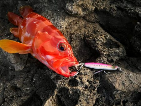 ジャックアイマキマキ無双