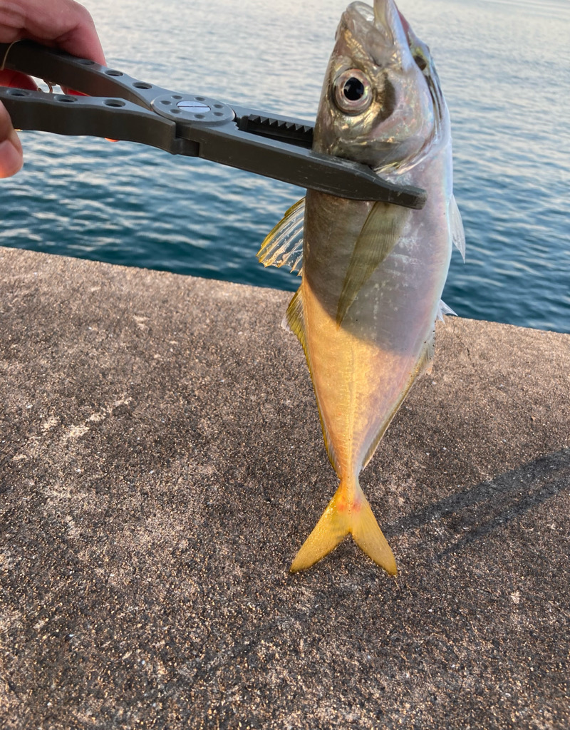 ギリギリ尺足らず