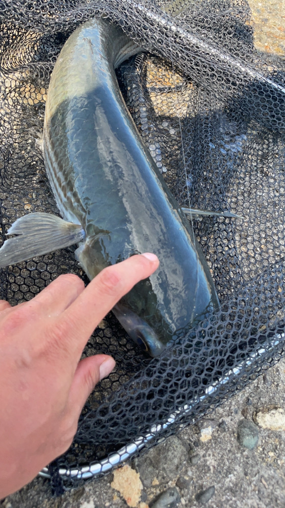 今年念願のチヌ