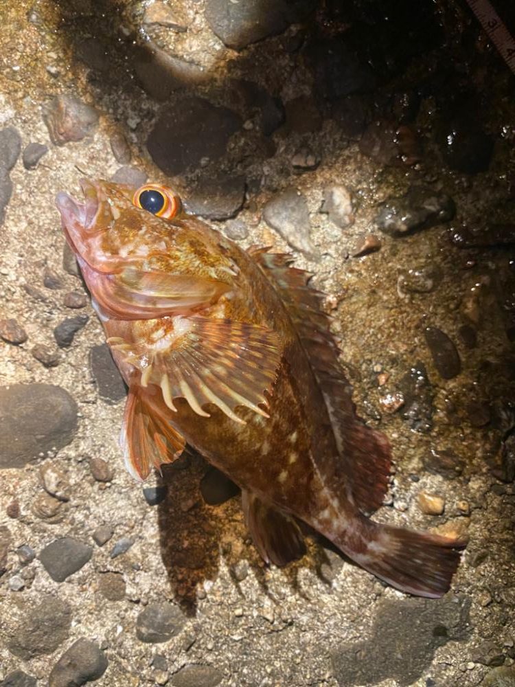 ガシラばっかり