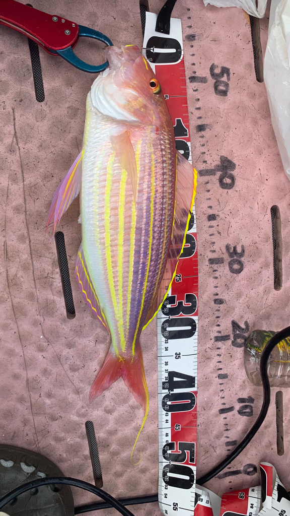 真夏のボート釣り!アマダイ狙い!