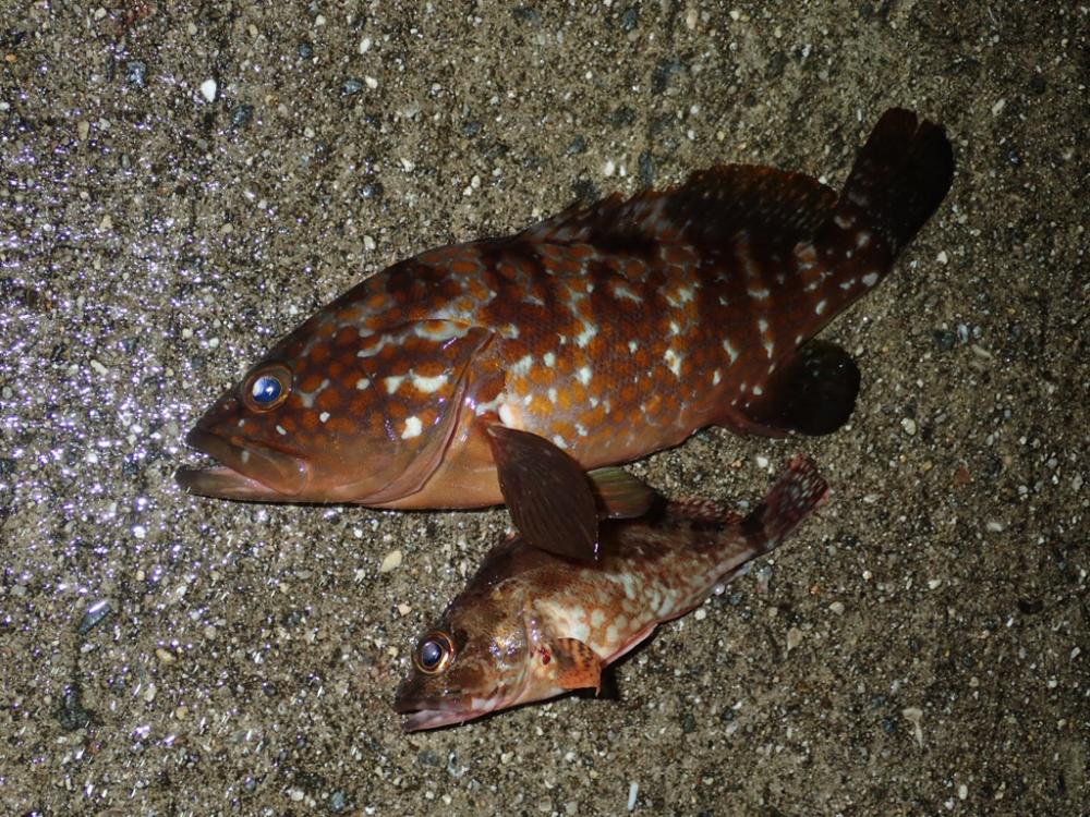 豆アジのちアコウ