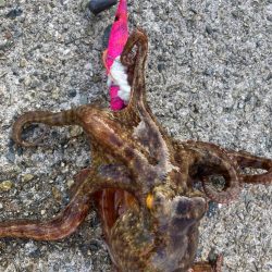 ⭐︎SDGsタコ釣行