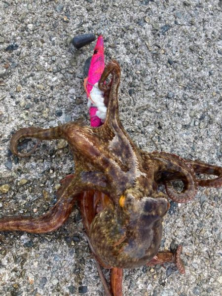 ⭐︎SDGsタコ釣行