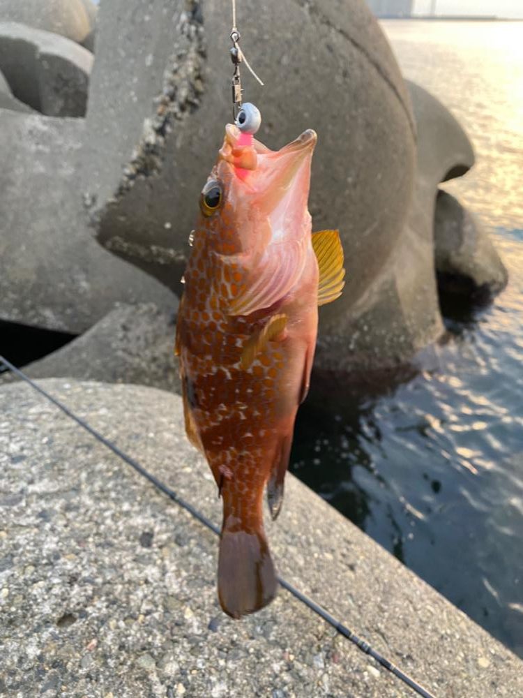 根魚