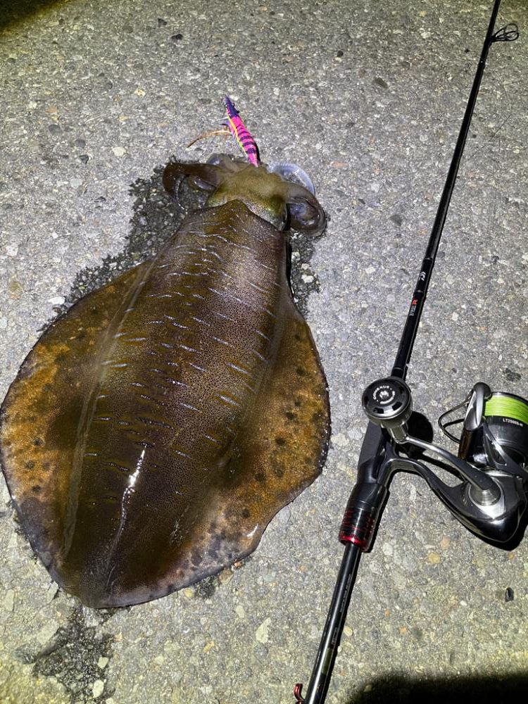 熊本県エギング釣行記