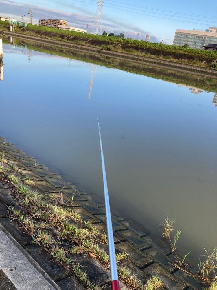 餌釣りでハゼとセイゴ