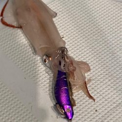 福井小浜からイカメタル