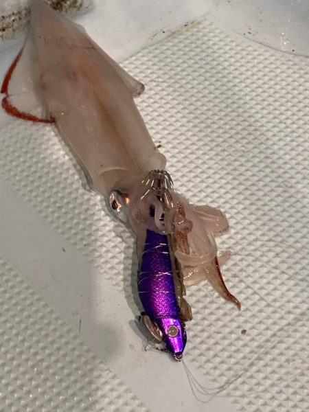 福井小浜からイカメタル