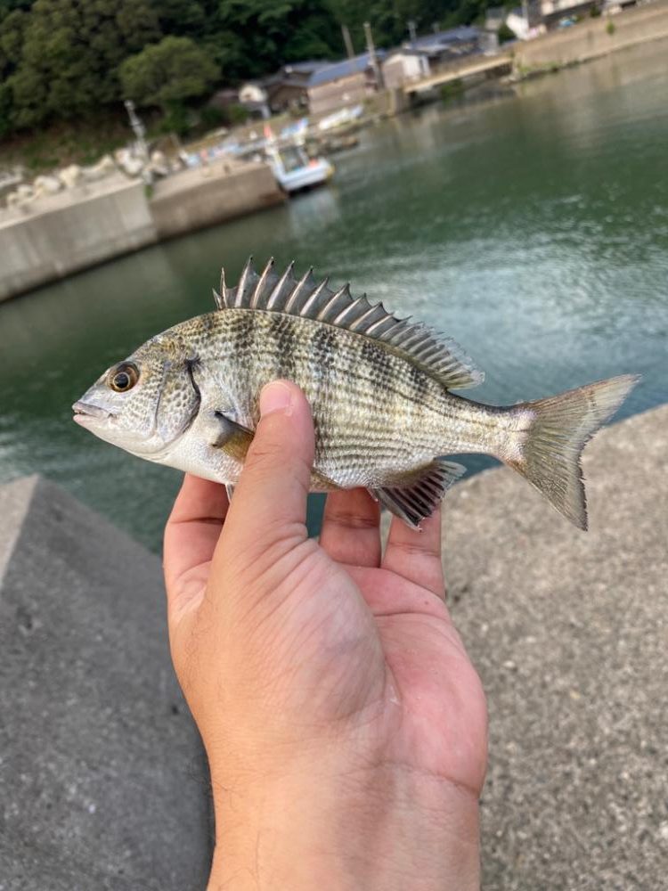 アジング…のつもりが…