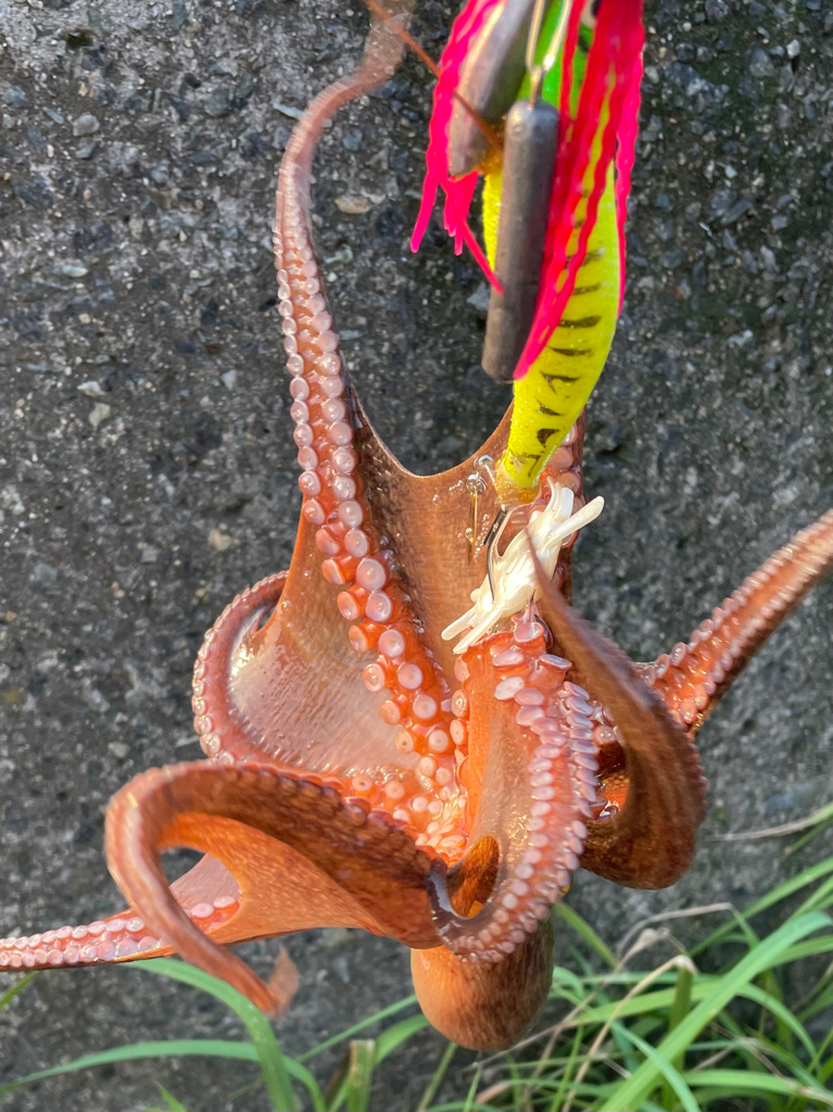 タコ バラシ😓