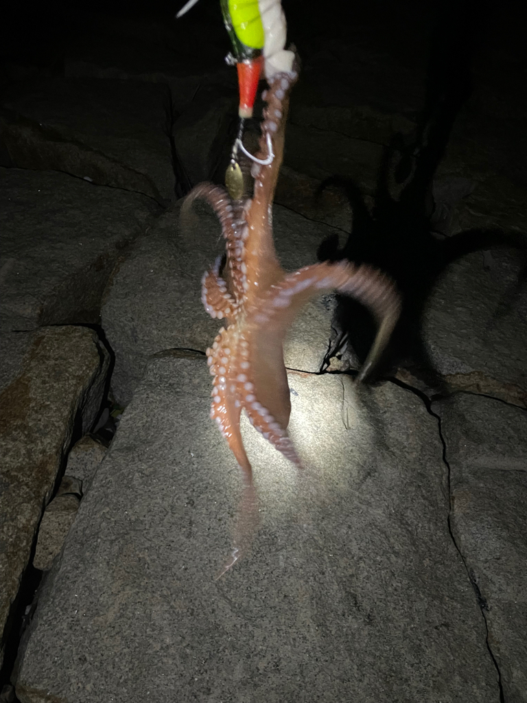 タコ釣り