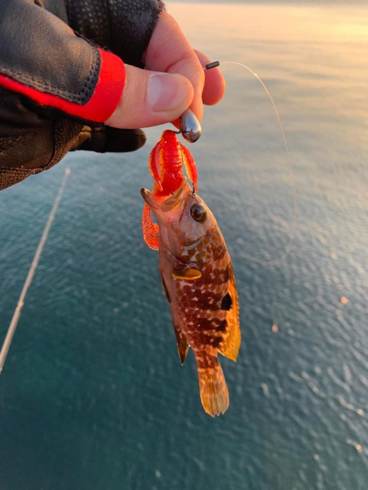 イカ調査のはずが