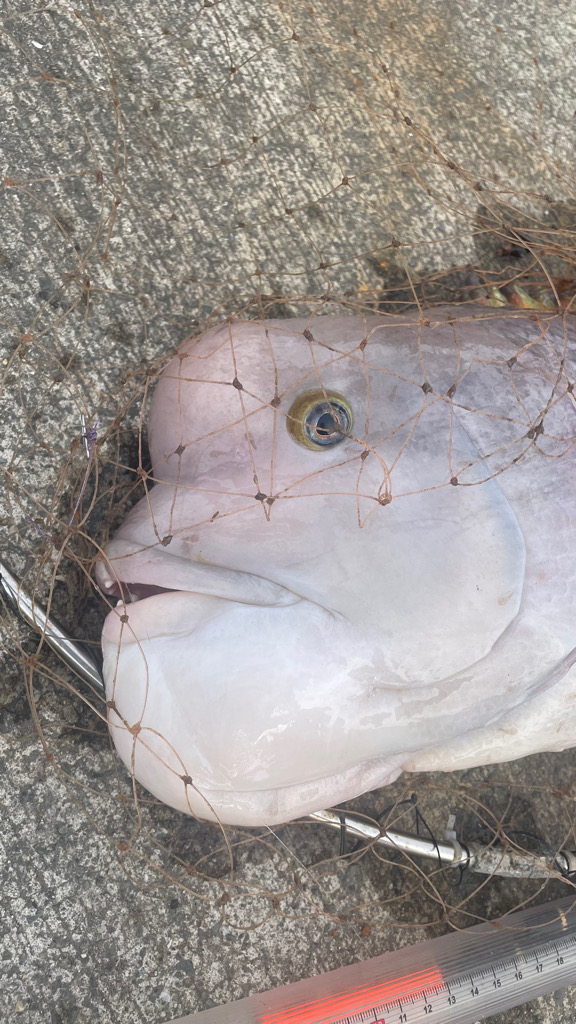 カンダイが釣れた!