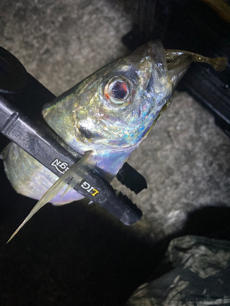 おかっぱりアジング