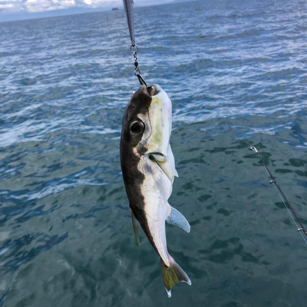 暑いけど熱くない釣行でした