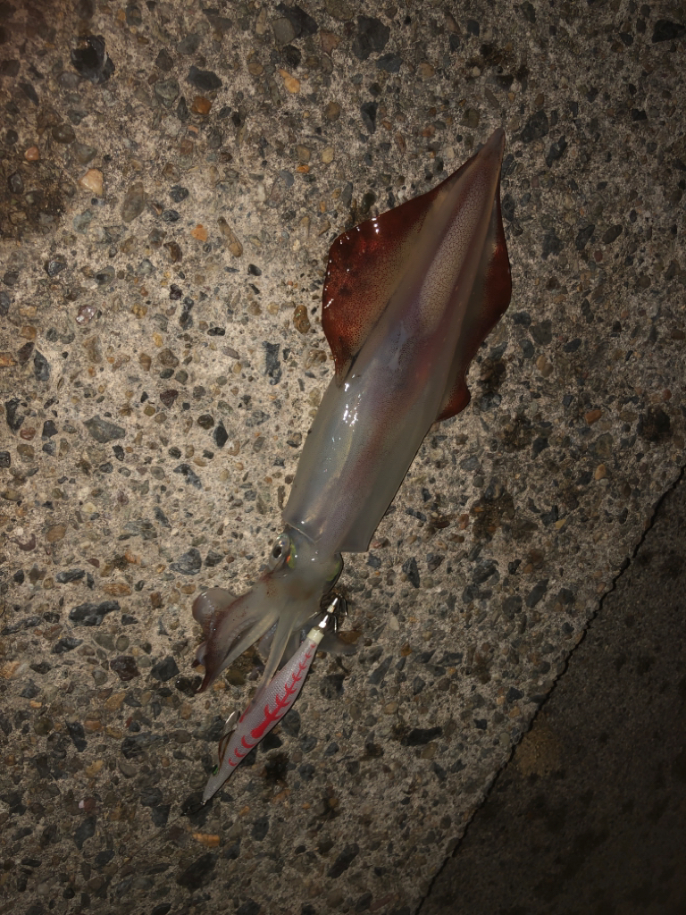 真夏のケンサキ