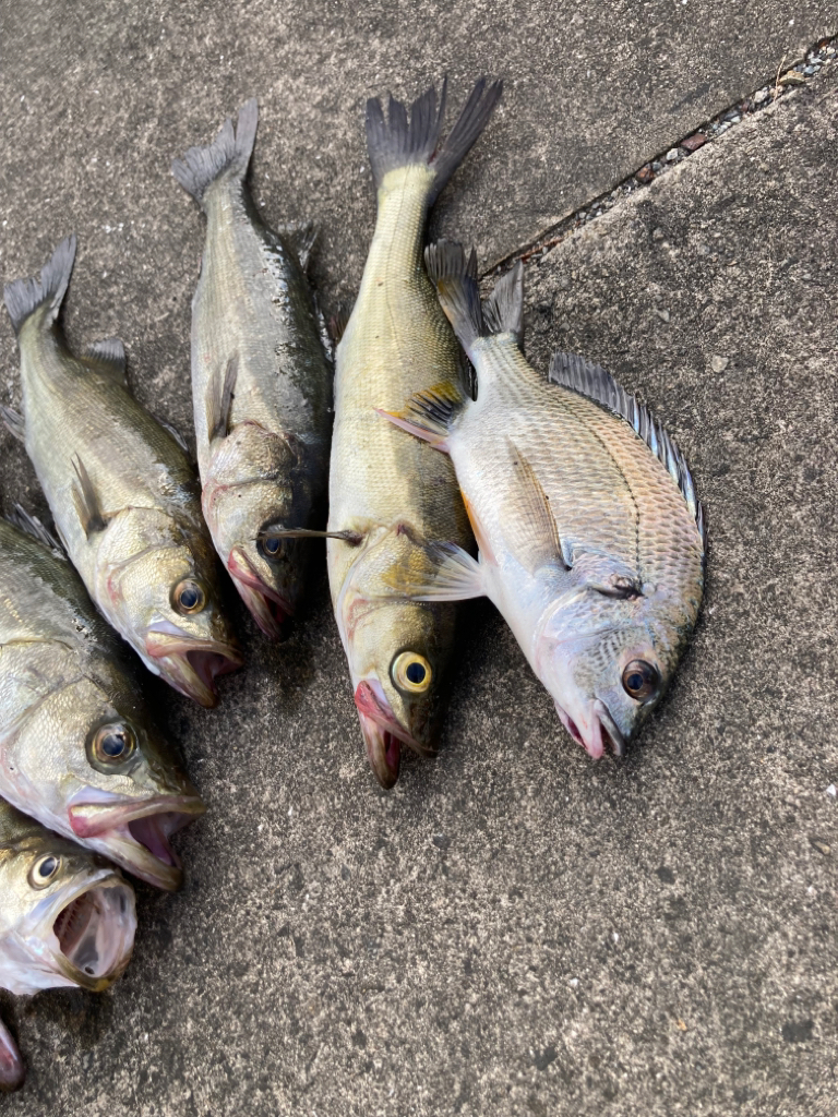 セイゴの活性高い