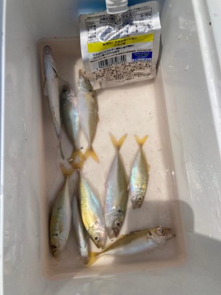 サビキでアジ釣り