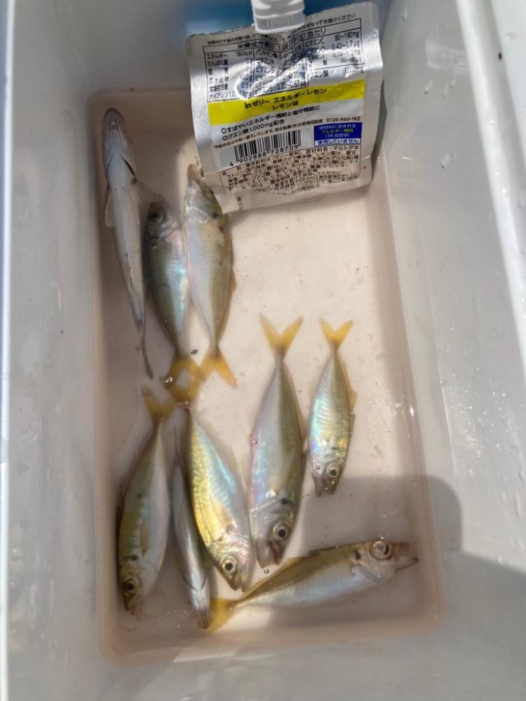 サビキでアジ釣り