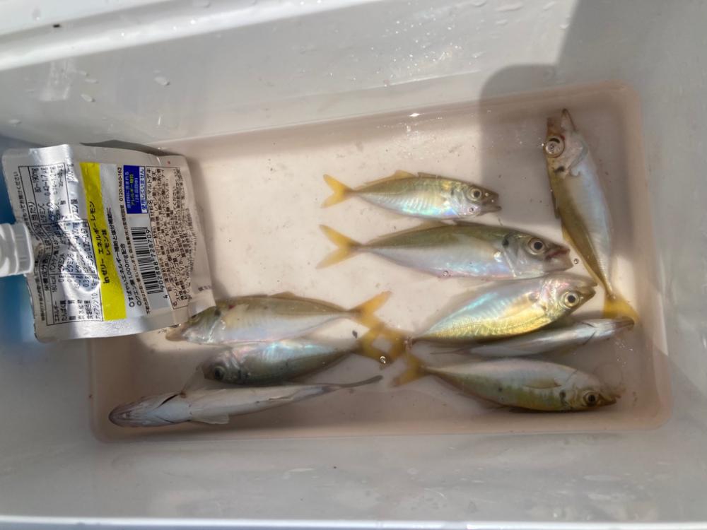サビキでアジ釣り