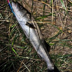 ブローウィン125Fの当たり日