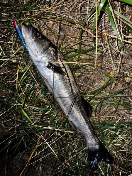 ブローウィン125Fの当たり日